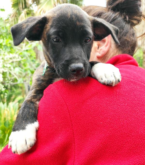 Zoe, Cucciola Di 3 Mesi, Futura Taglia Media